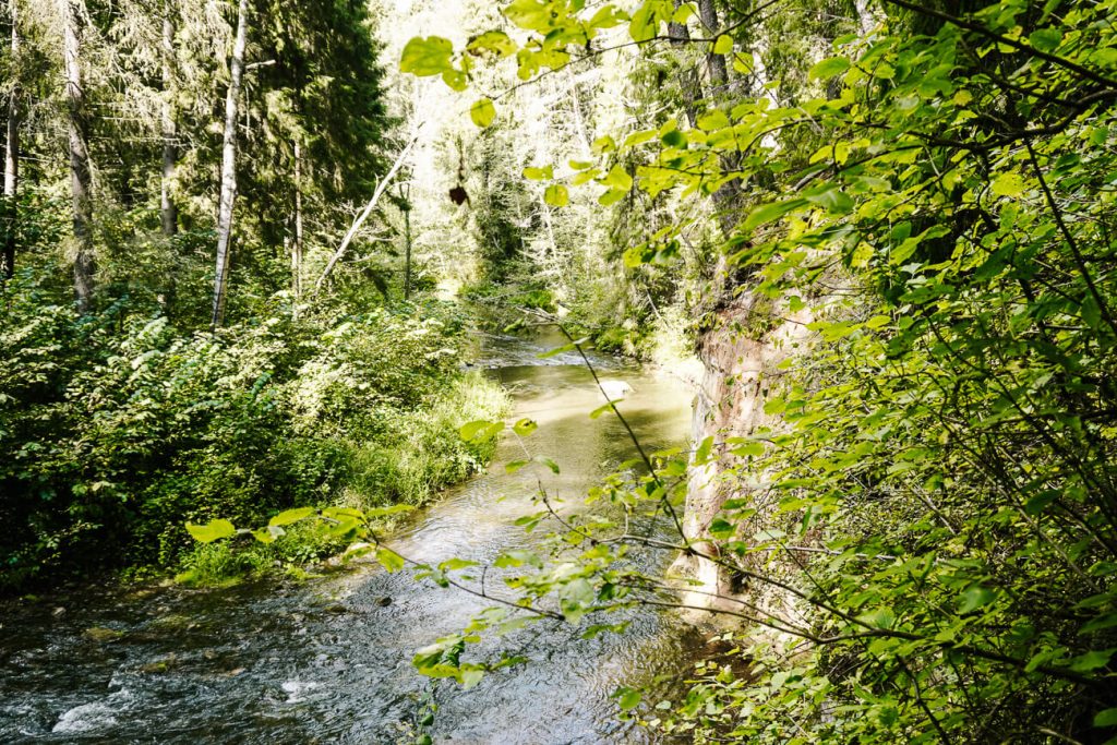 Forest trail - beautiful hiking trail in South Estonia