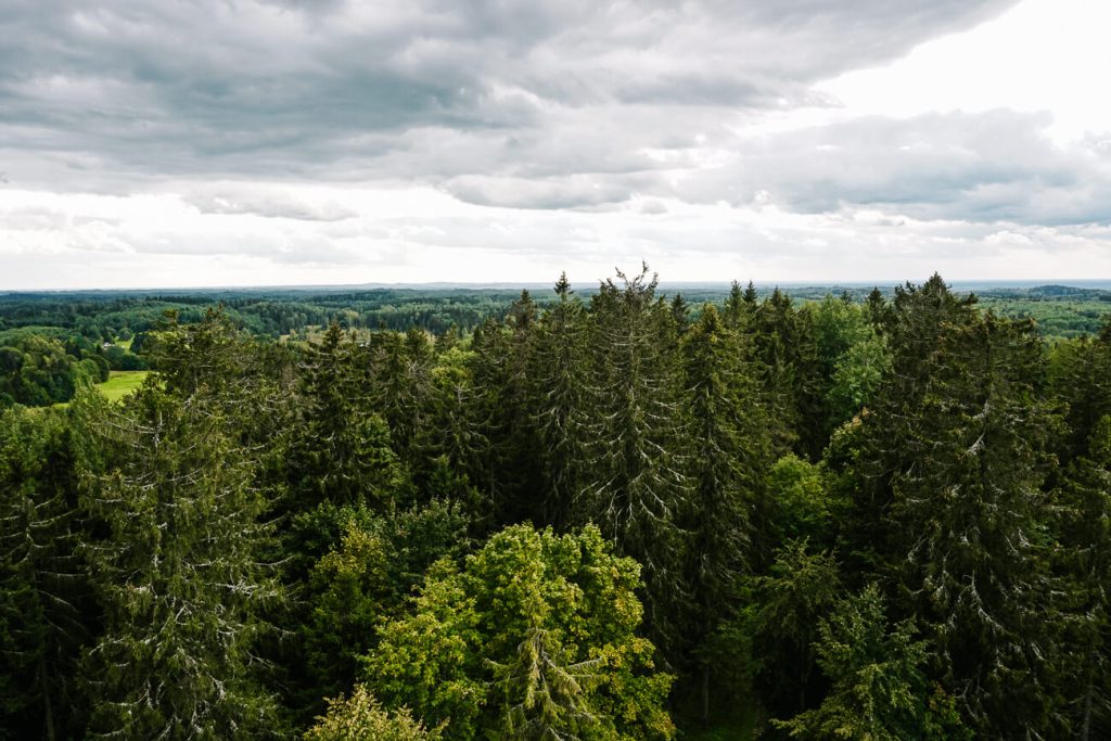 view of Suur Munamägi observationtower in South Estonia