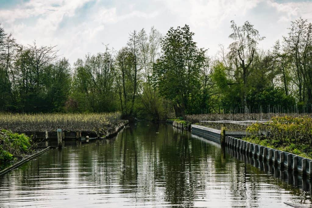 During a boat tour on the Westeinderplassen, a nature reserve, you will pass different greenhouses full with gorgeous purple and white lilacs.