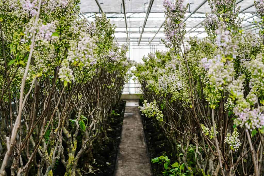 Lilacs in Aalsmeer.