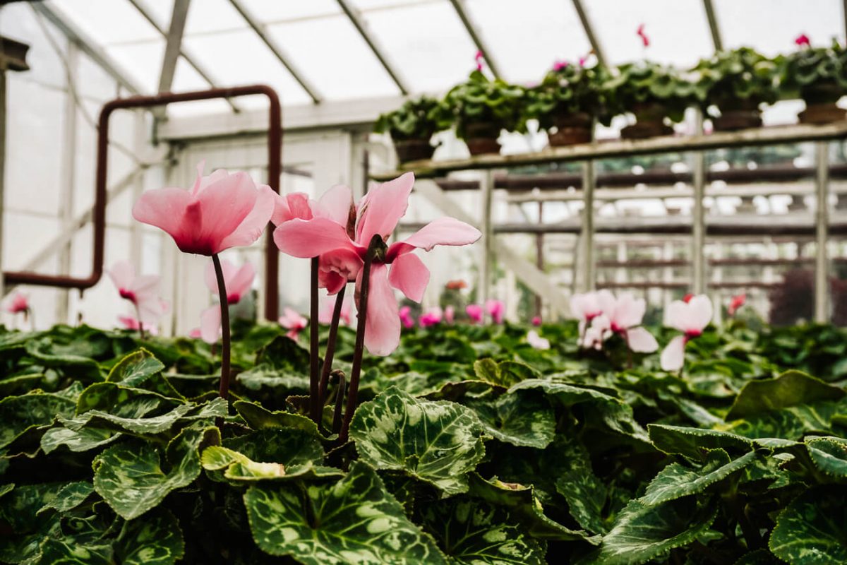 The historical garden of Aalsmeer is a living open-air garden museum with greenhouses and flowerfields.