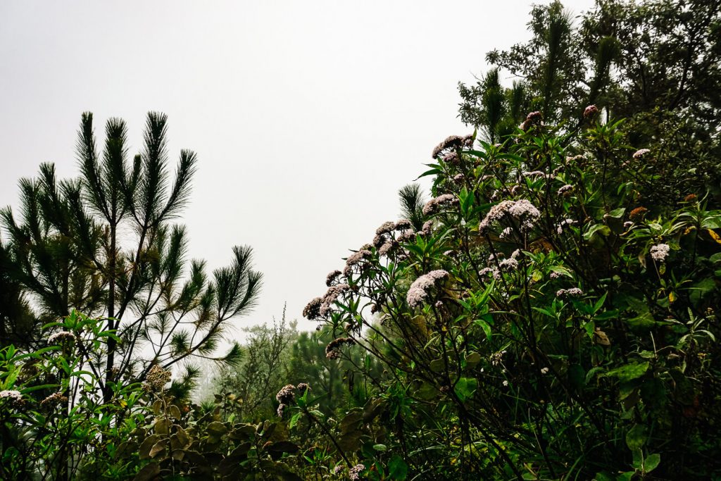 cloud forest in Guatemala