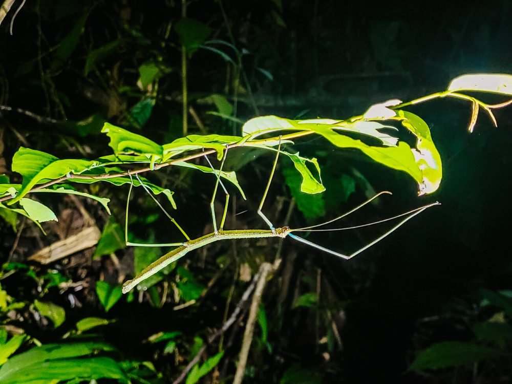 stick insects in the Colombian Amazon