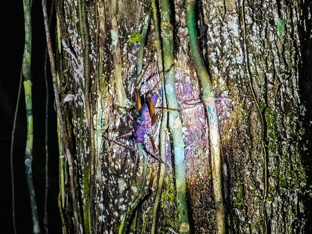 giant beetle in the Colombian Amazon