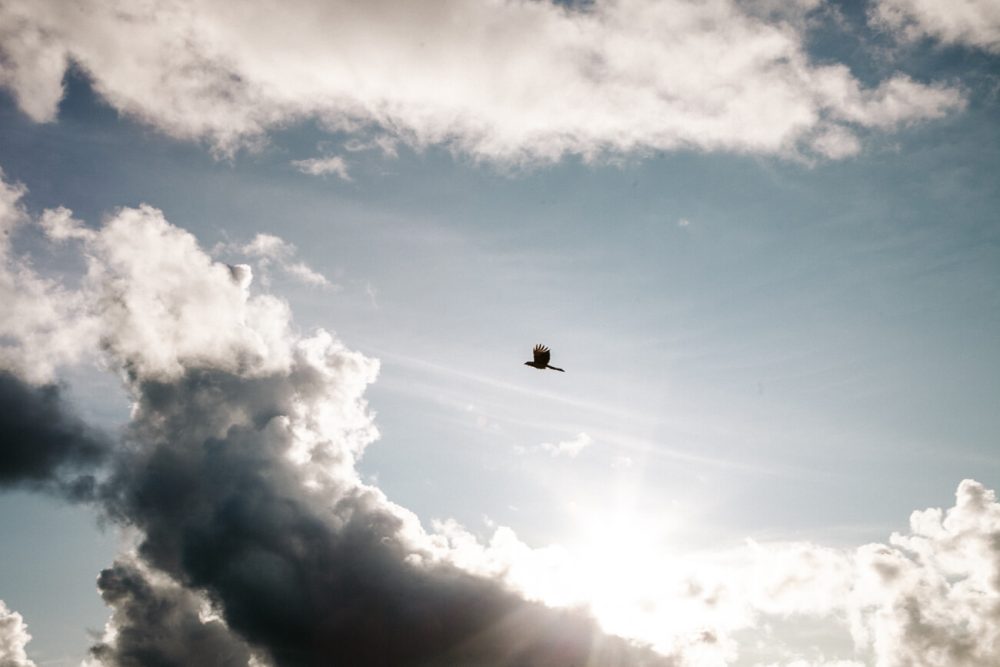 bird flying in jungle with beautiful clouds