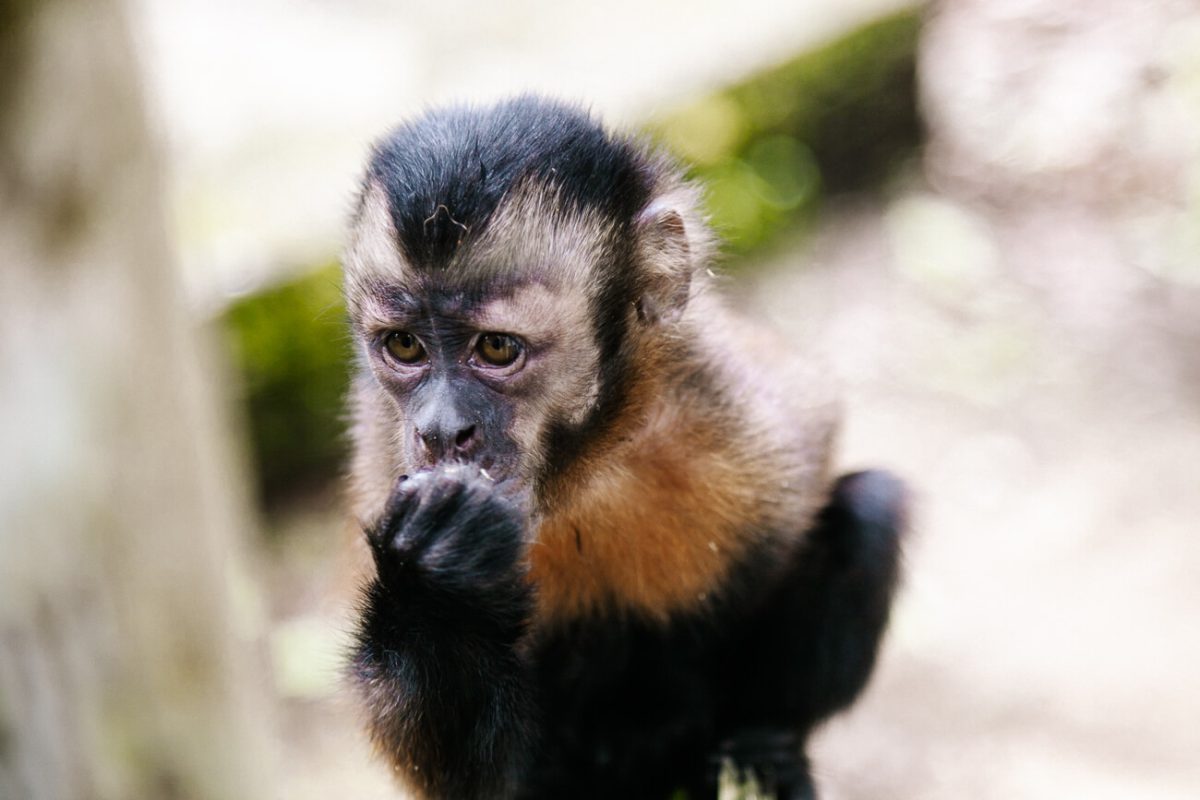 monkey in Fundacion Maikuchiga, near Leticia