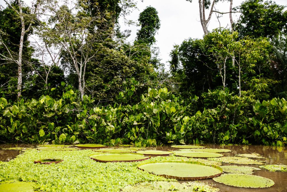 lotus leafs in Colombian Amazon