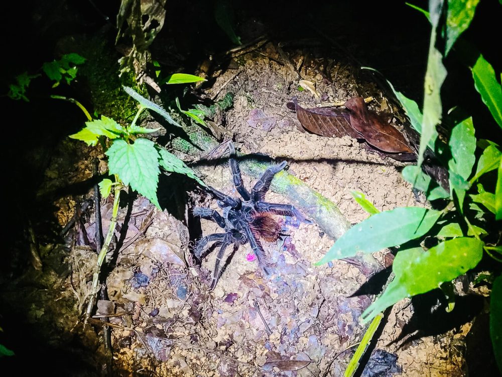 tarantula in the Colombian Amazon