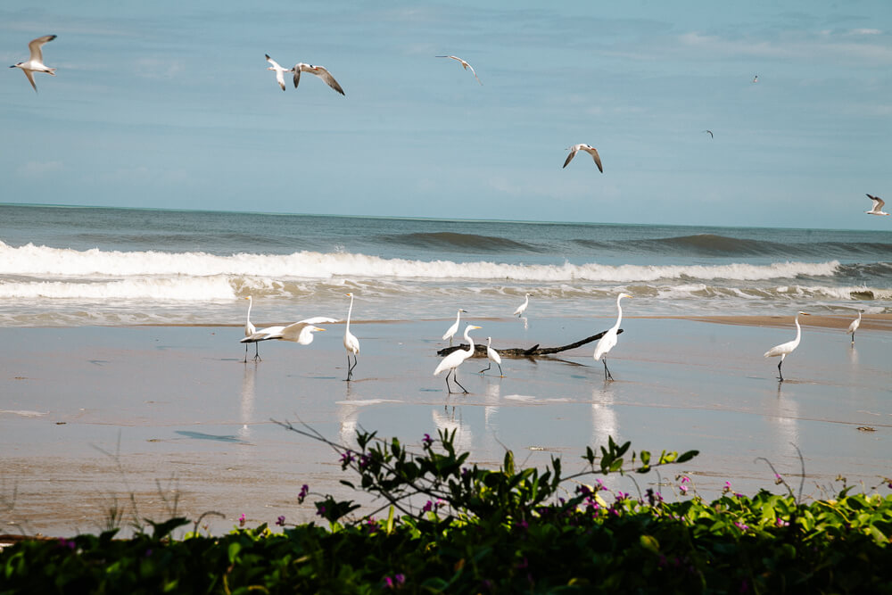 Birds on the beach in in La Guajira Colombia, next to the Cienaga de Mababita, a lagoon where numerous bird species gather due to the large amount of fish. 