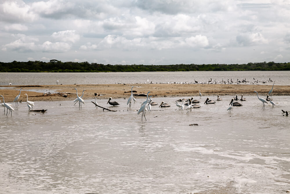 Cienaga de Mababita, a lagoon where numerous bird species gather due to the large amount of fish. 