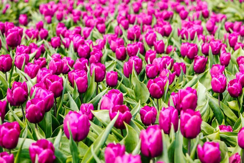 Purple tulips.