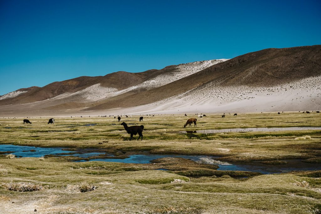 The altiplano is the high plateau of Bolivia, with altitudes around 4000 meters above sea level.