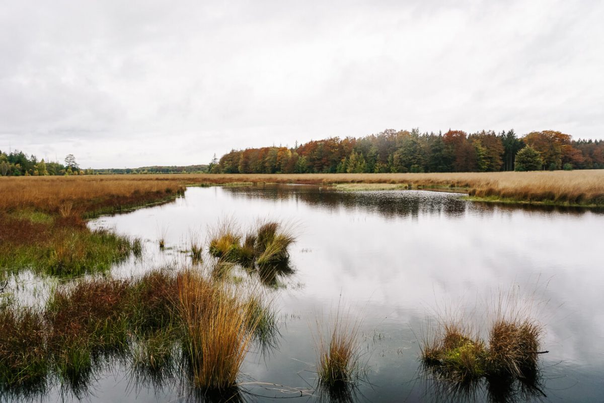 meertje in Nationaal park de Drentsche Aa