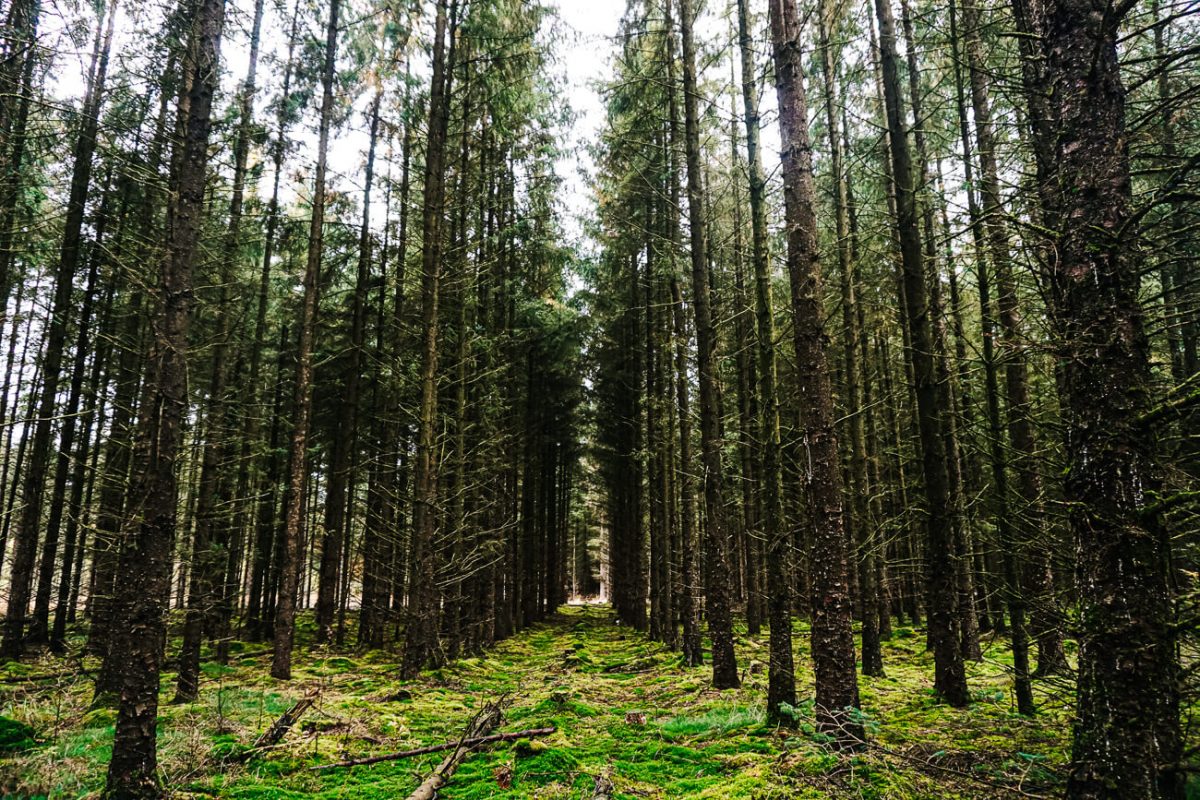 hoge bomen tijdens Cabiner trekking