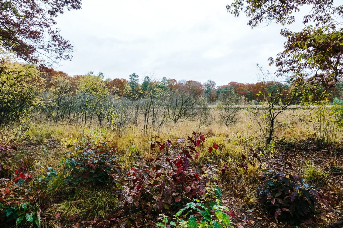 omgeving met bomen in Nationaal Park de Drentsche Aa