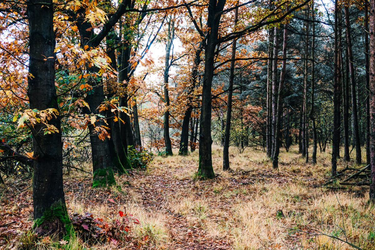 omgeving met mooie bomen in Nationaal Park de Drentsche Aa