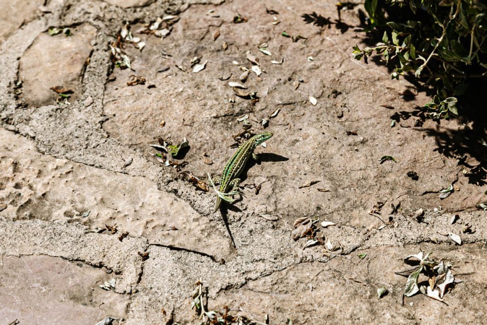 lizards on Ibiza