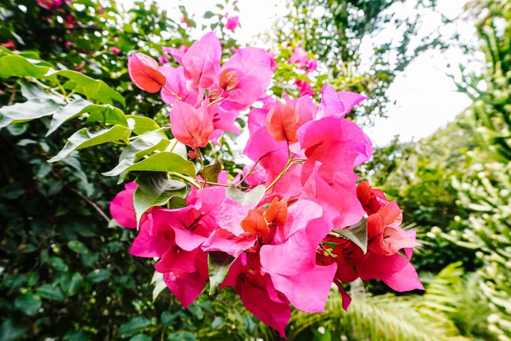 flowers around Lake Atitlan