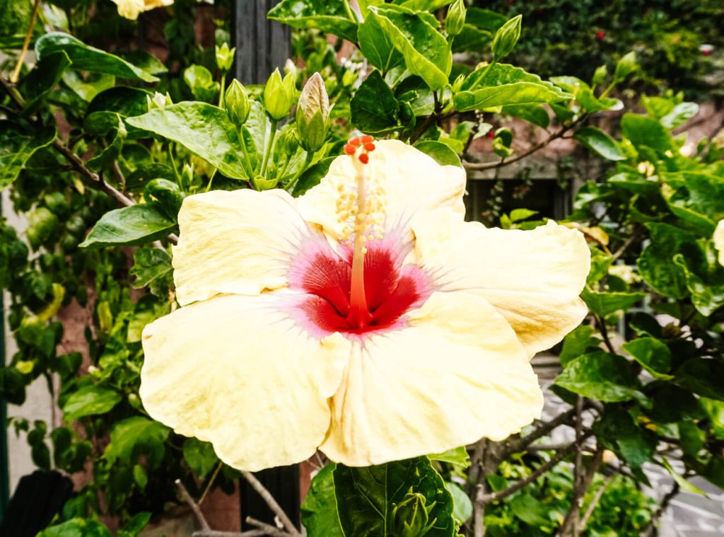 flowers around Lake Atitlan