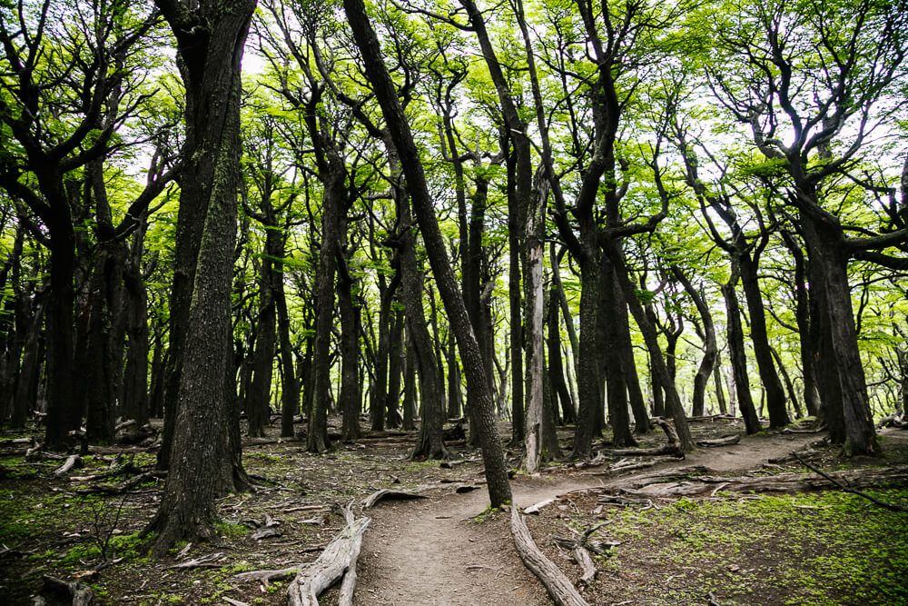 Trail of the Laguna de los Tres hike.