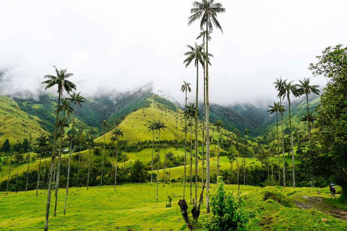 Valle de Cocora is one of the most beautiful places to visit in Colombia. 