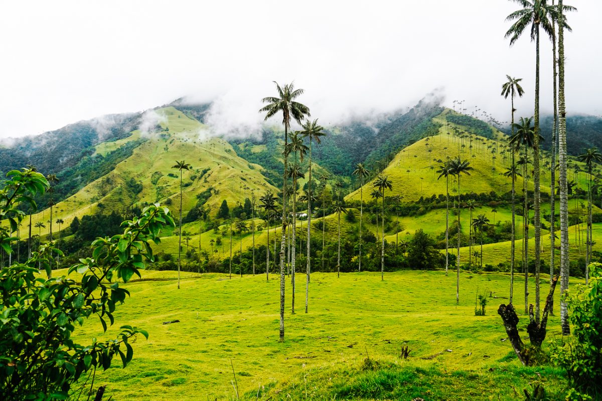 wax palms in Valle de Cocora 