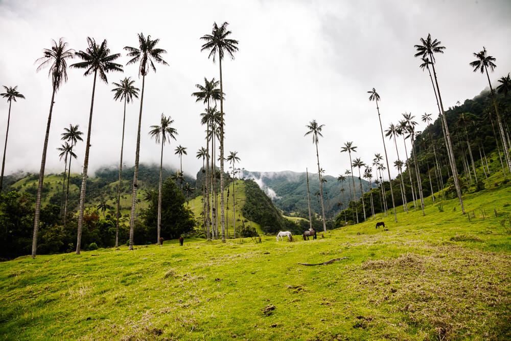 Valle de Cocora in Colombia | Tips voor je bezoek en verblijf!