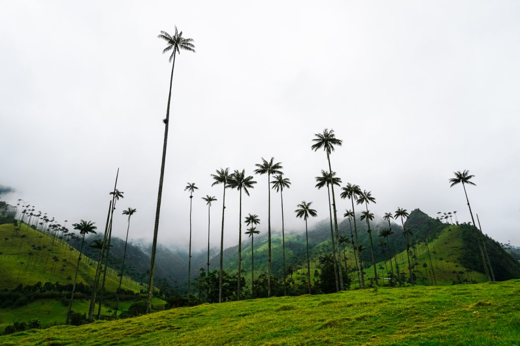 Valle de Cocora in Colombia is een van de mooiste plekken en highlights op het gebied van natuur en wandelen. 