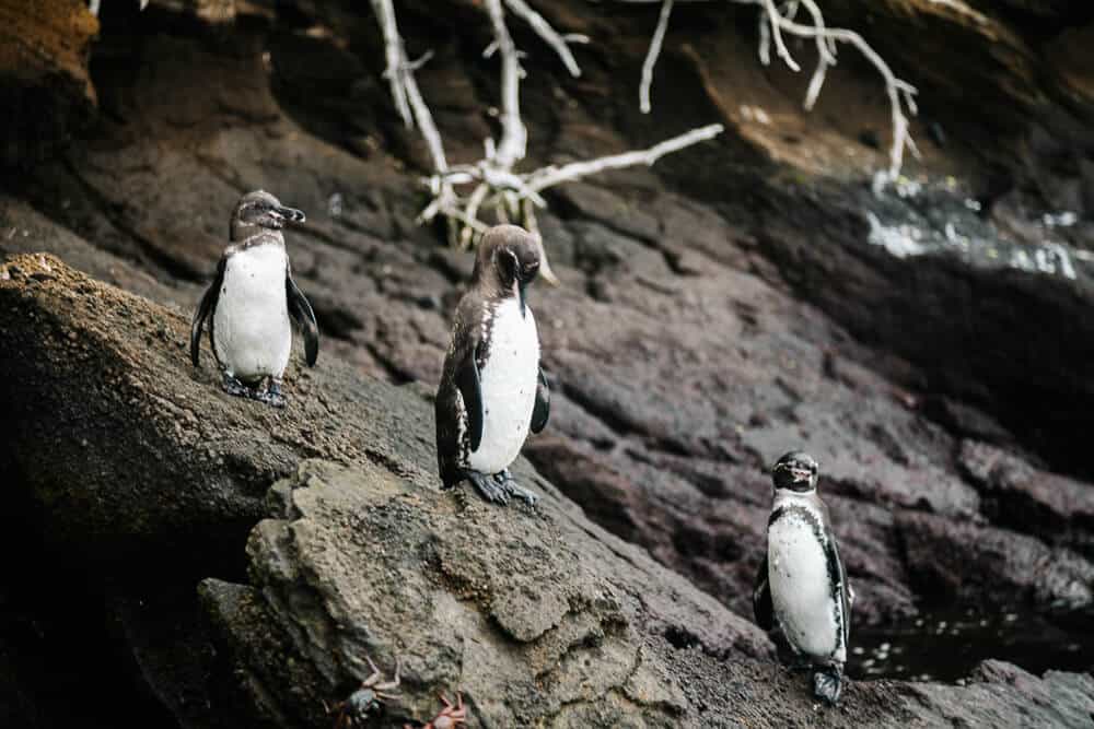 Galapagos penguin.