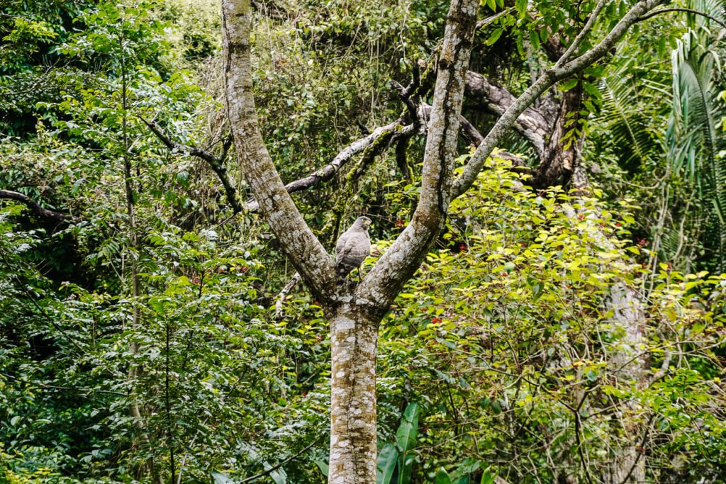 hawk in tree