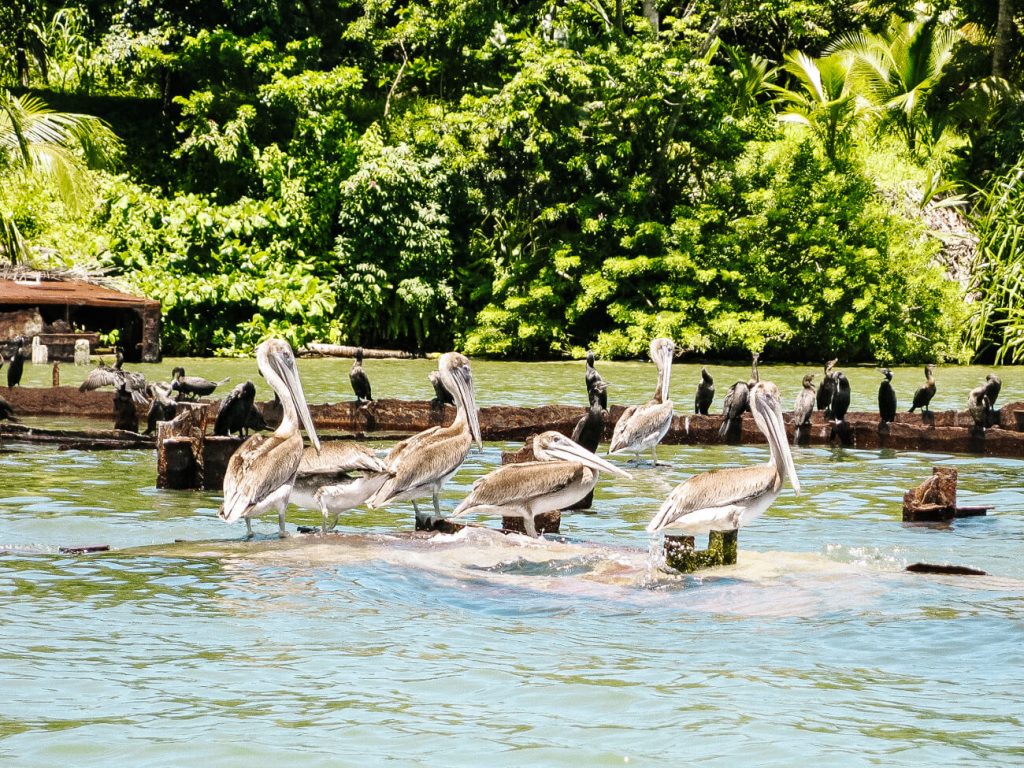 Pelikanen in Rio Dulce.