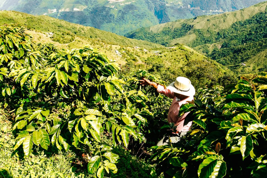 De Zona Cafetero of Eje cafetero in Colombia is een van de mooiste plekken in Colombia.