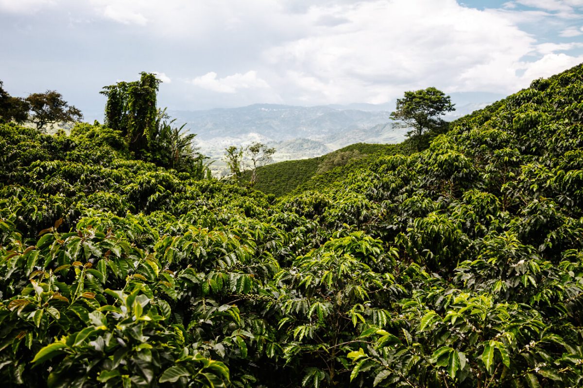 Een unieke reisroute door de koffiedriehoek van Colombia! Tips en hoogtepunten