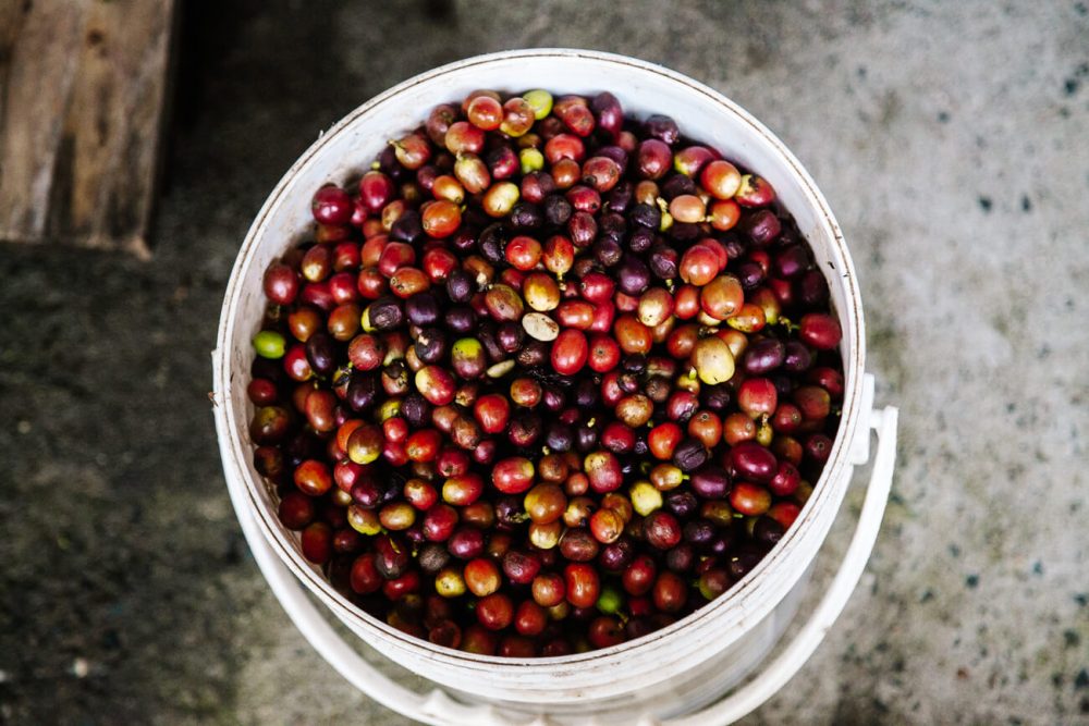 coffee beans in Finca Cafe Don Manolo Colombia coffee region