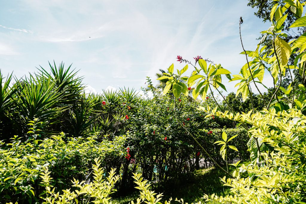 green surroundings of Peten