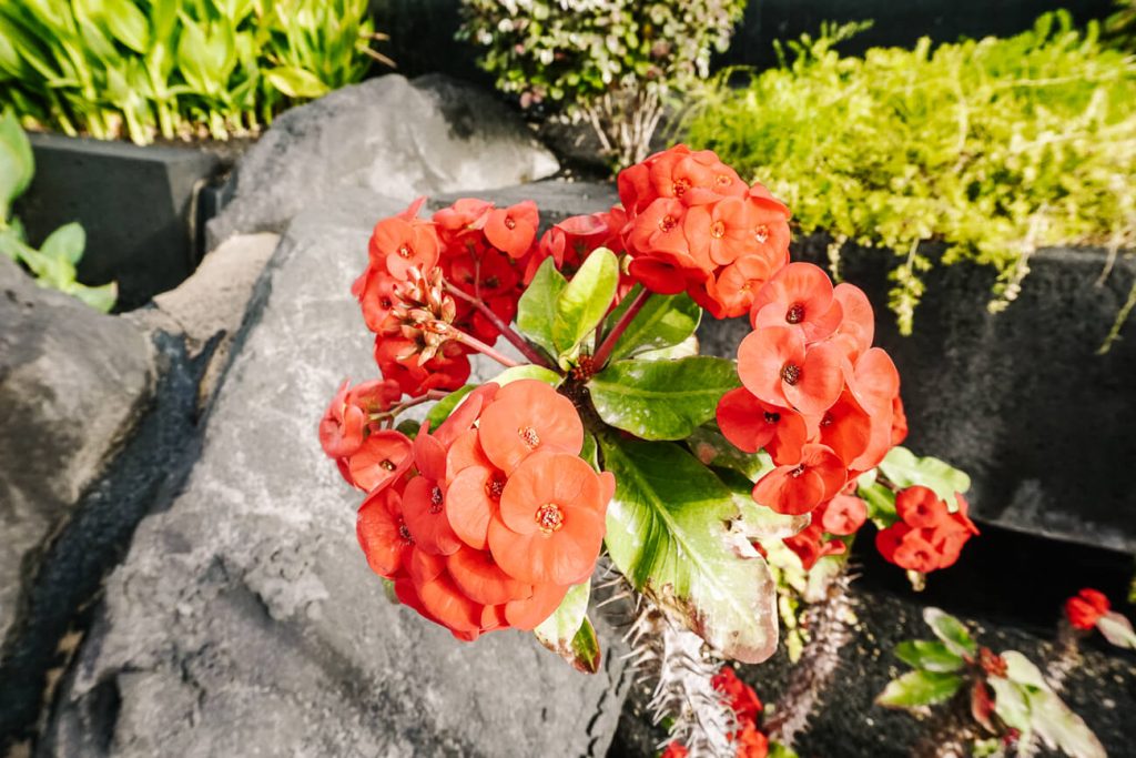 red flowers in Boutique hotel Lanzarote