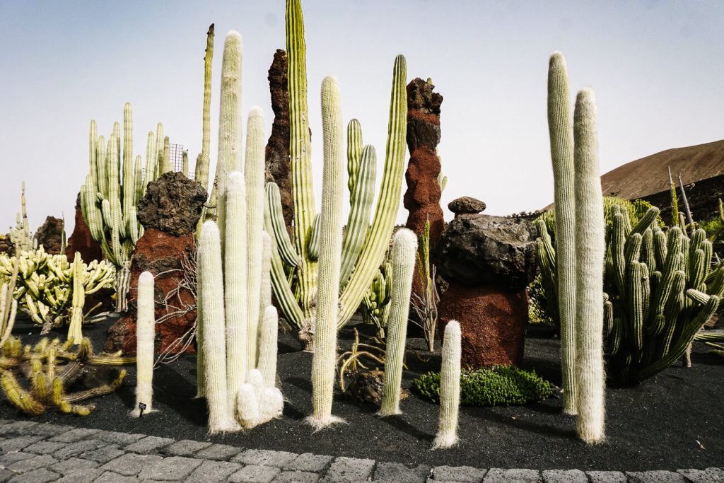 Extraordinary cacti in el Jardín de cactus, one of the top things to do on Lanzarote. In this former quarry surrounded by lava rocks, you'll find more than 1,500 different cacti, which were planted by landscape artist César Manrique.