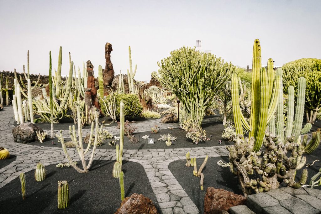 Extraordinary cacti in el Jardín de cactus, one of the top things to do on Lanzarote. In this former quarry surrounded by lava rocks, you'll find more than 1,500 different cacti, which were planted by landscape artist César Manrique.