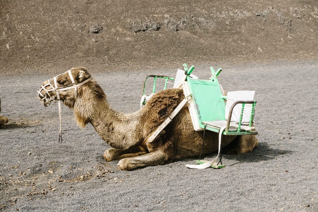 Dromedaries in Timanfaya national park