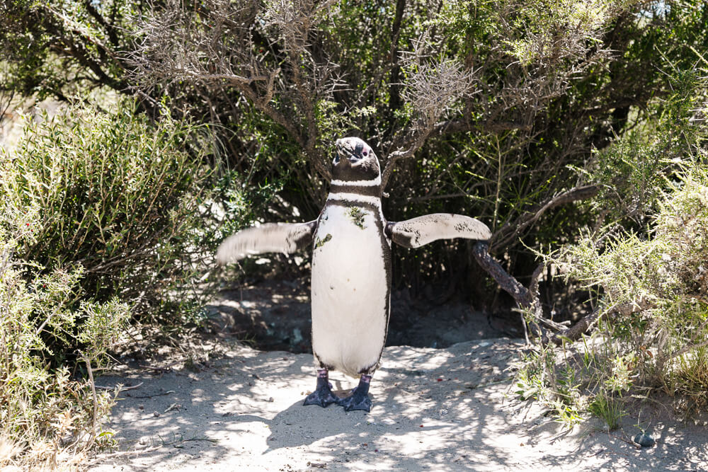 Punta Tombo is one of the best things to do in Puerto Madryn if you want to see penguins.