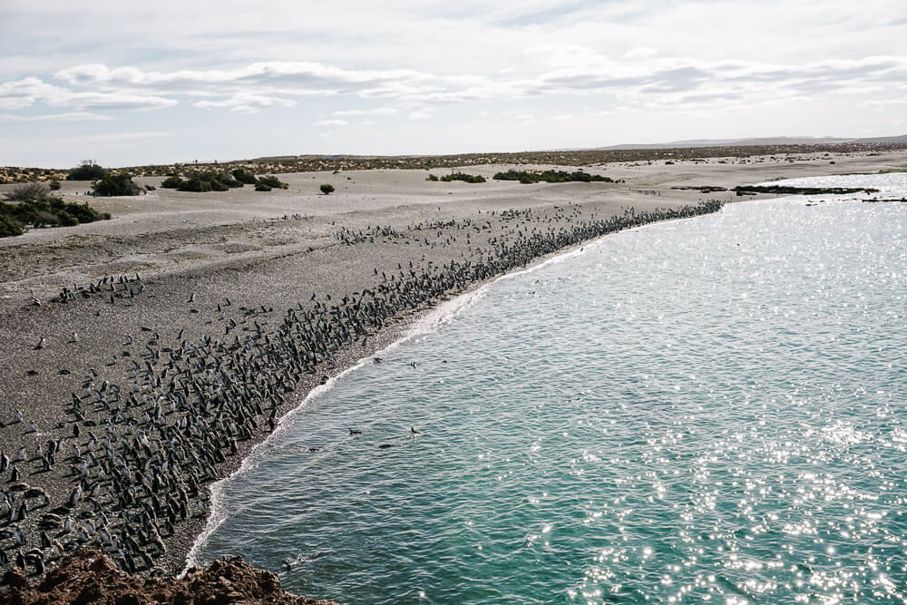 Beach with penguins. The best time to visit Punta Tombo in Argentina is between October and March.