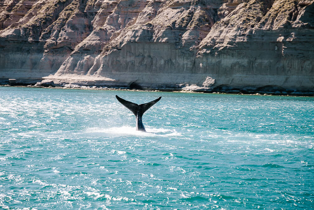 Alles wat je wilt weten over Puerto Madryn en Peninsula Valdes in Argentinie.