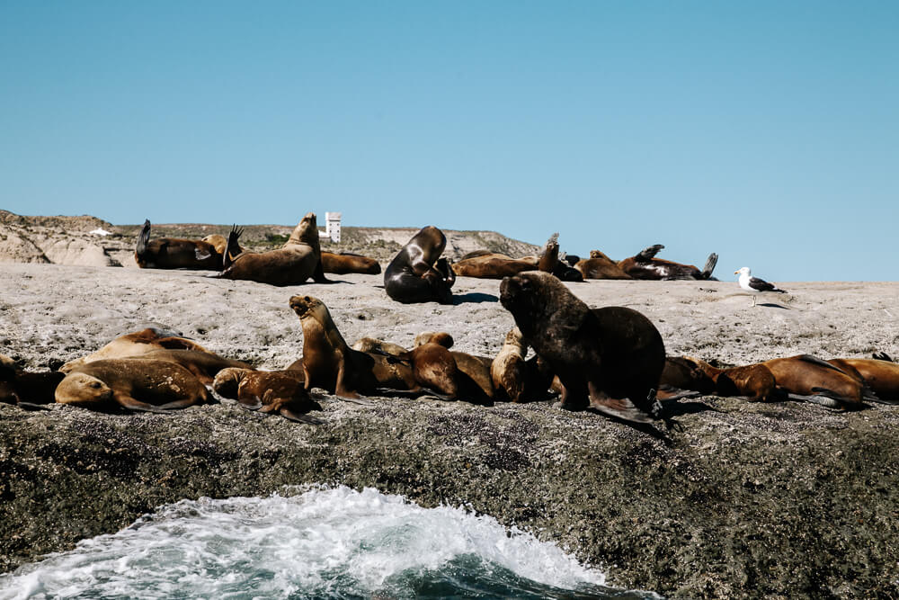 Visiting Peninsula Valdes is one of the things not to miss during a 2 weeks in Argentina itinerary.