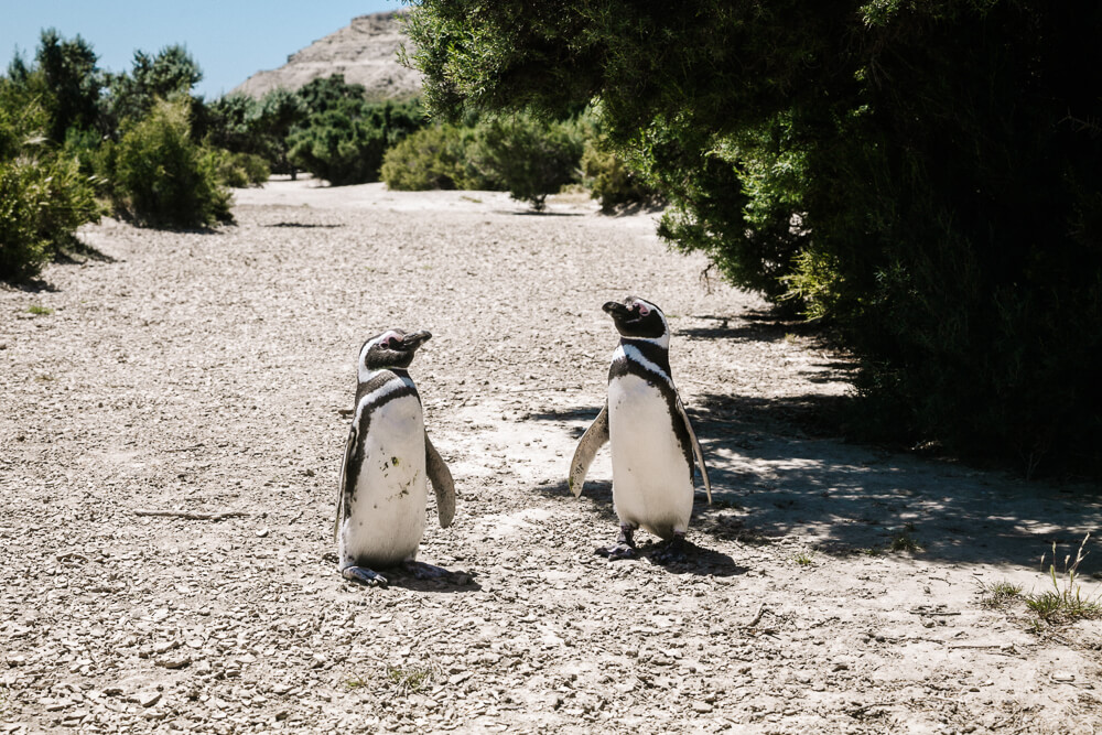 Penguins in Punta Ninfas in Argentina.