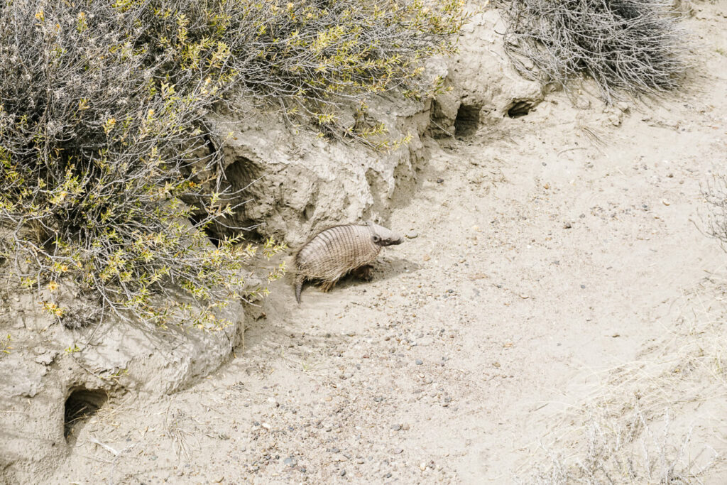 Armadillo at Peninsula Valdes.