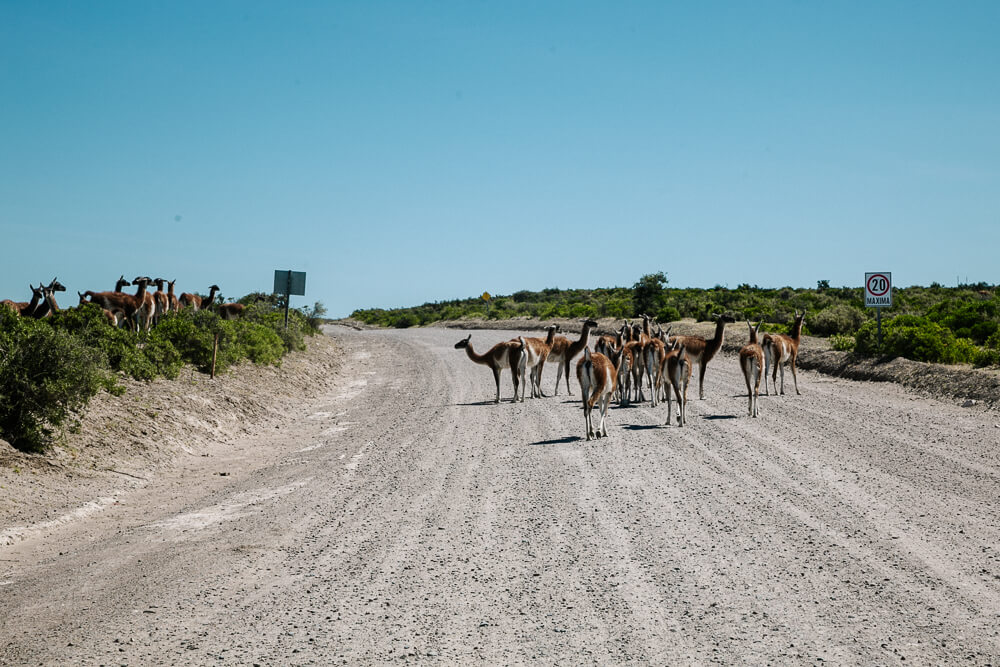 Vicuñas on the way in Peninsula Valdes.