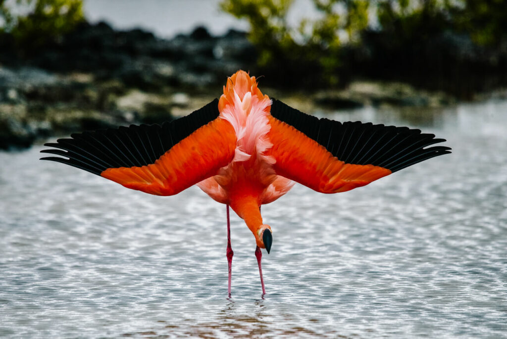 Enjoy the flamengo's at Laguna de Celestún, one of my top tips for Mexico.