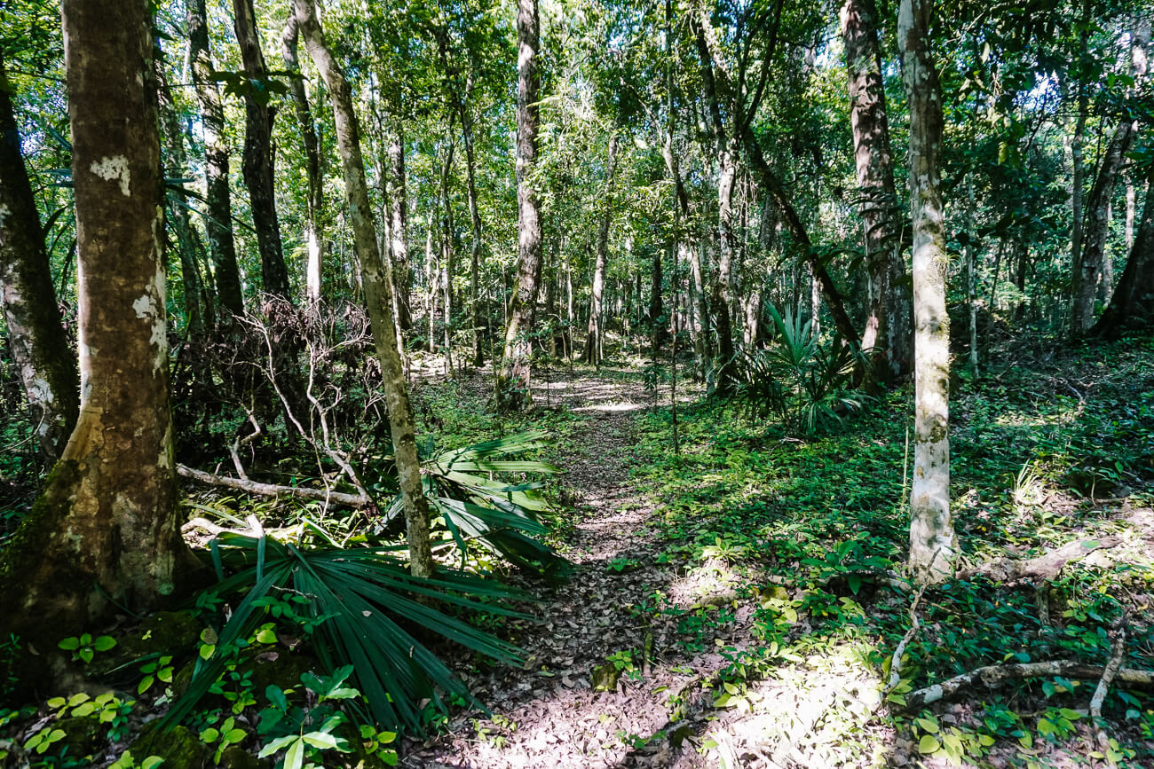 trail during El Mirador Guatemala trek