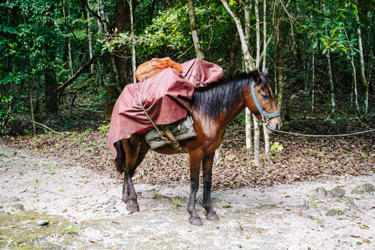 mule on campsite of El mirador Guatemala