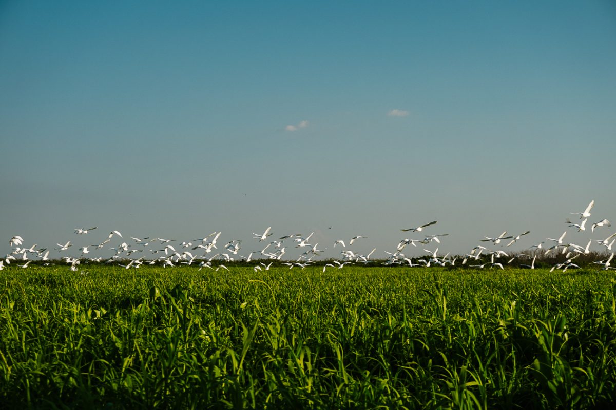 Birds around the Río Magdalena during a boat tour, one of my tips for what to do in Mompox Colombia.